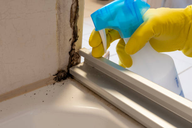 Best Residential Mold Removal  in Phoenix, NY